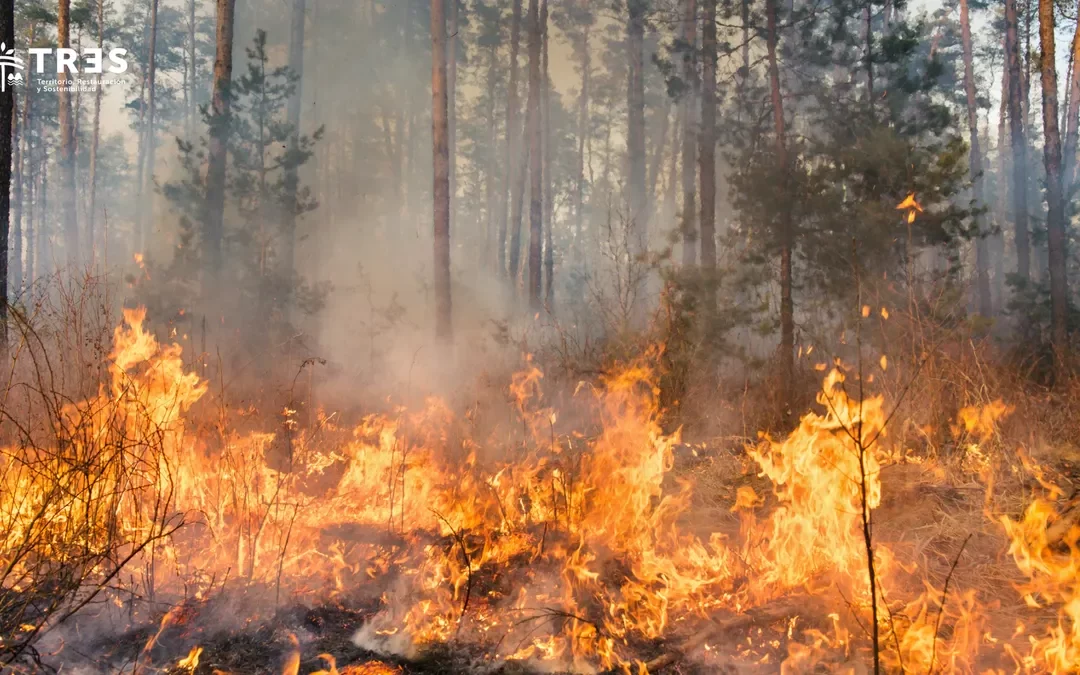 Incendios forestales: un problema ecosocial que requiere adaptaciones y resiliencia